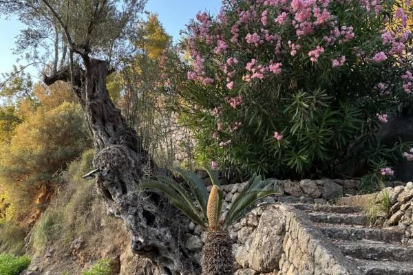 anamcara-mallorca 2